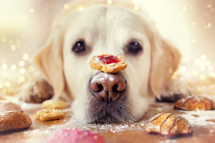 Festive Recipes for Dogs