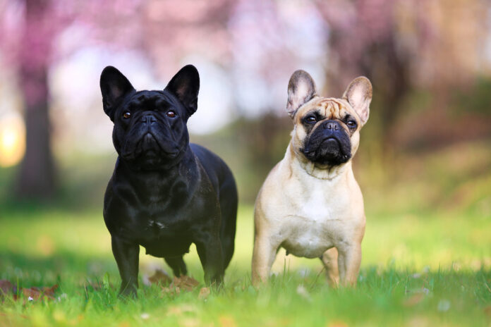 How Acupressure Helps Brachycephalic Dogs Breathe Easier