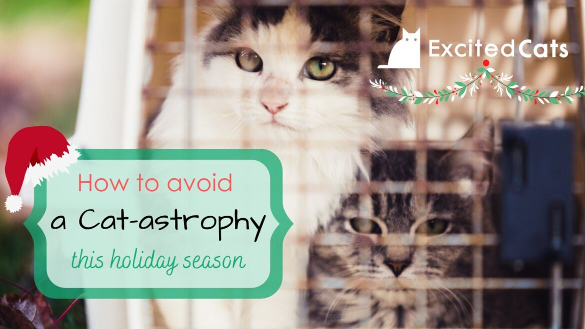 How to Avoid a Cat-astrophy This Holiday Season