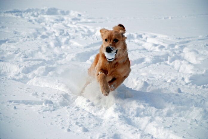 How to Keep Your Dog Fit and Active During the Winter