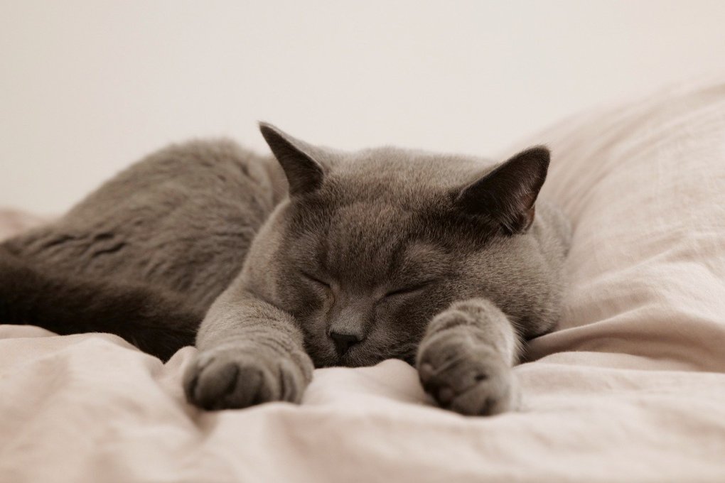 Is it Hygienic to Allow Cats to Sleep on the Bed?