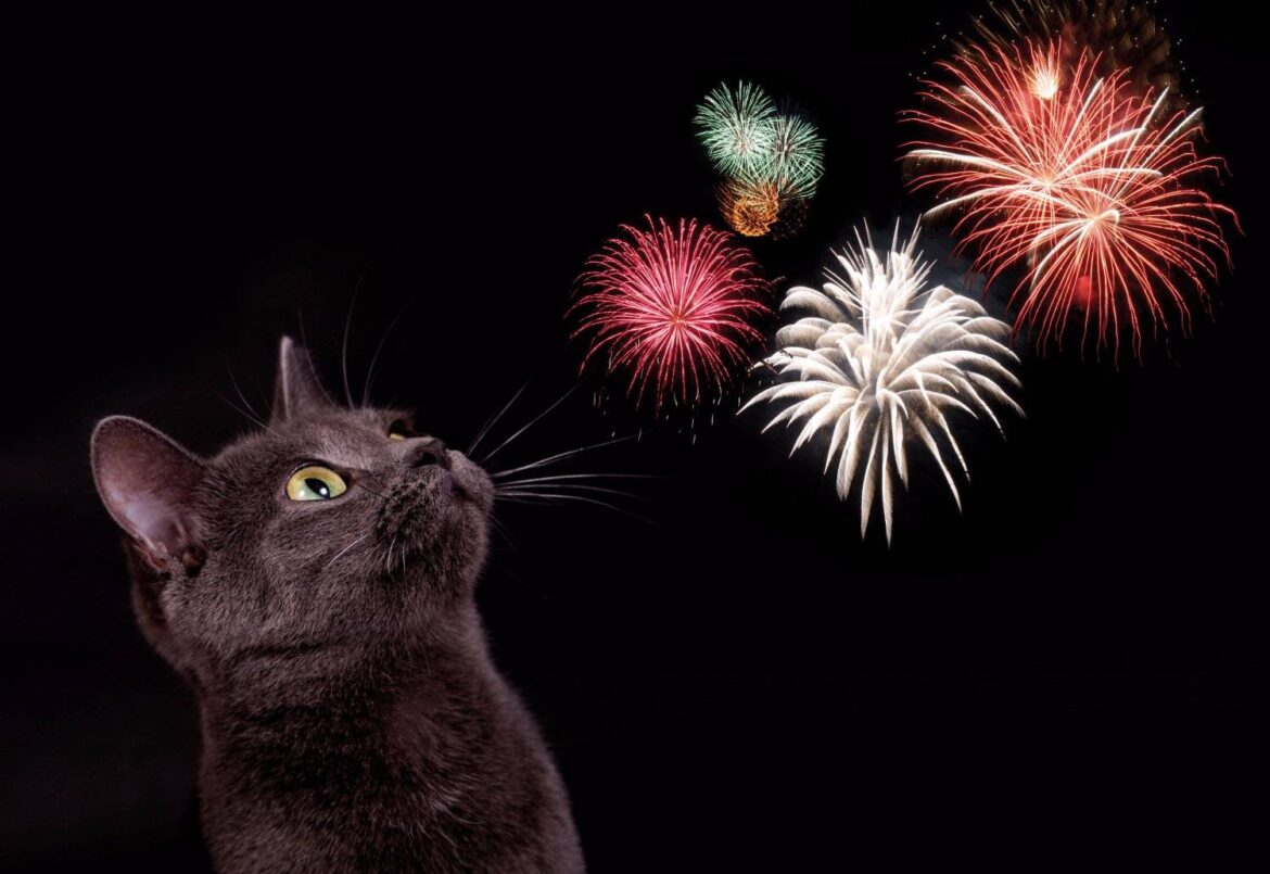 PDSA Estimates Over Seven Million Pets are Afraid of Fireworks