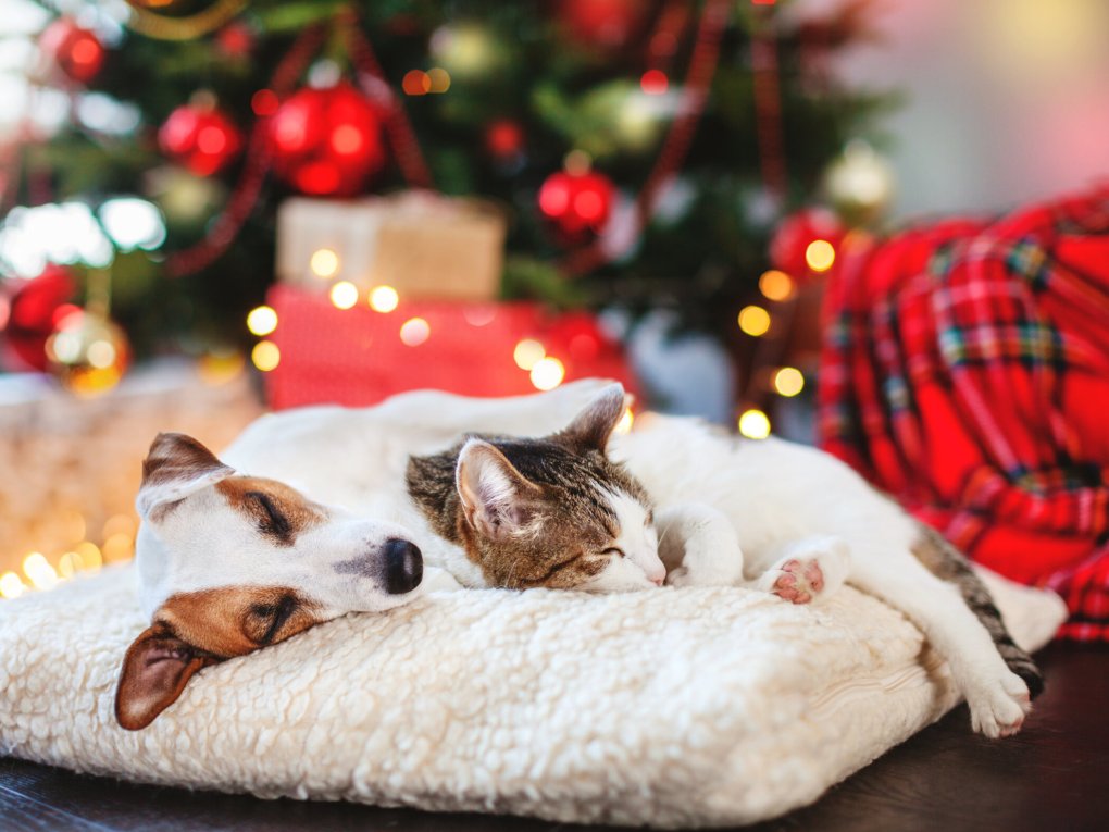 Pet Safety Tips for Christmas Day: Hidden Hazards to Avoid, Warns National Vet Charity