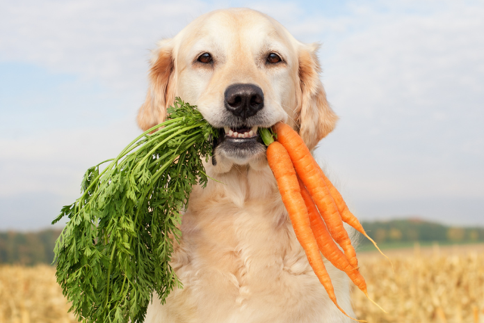 Produce Power: Boost Your Dog’s Well-Being with Fruit and Vegetables