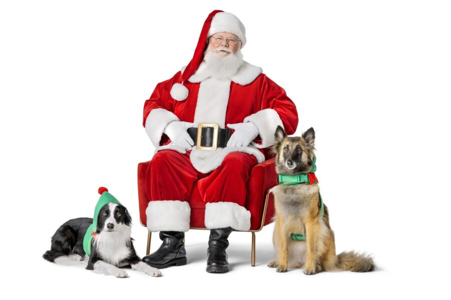 Taking Your Dog to See Santa: Tips for a Jolly Visit!