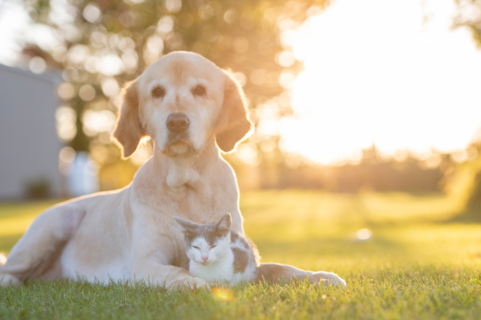 The Art of Caring for Senior Pets