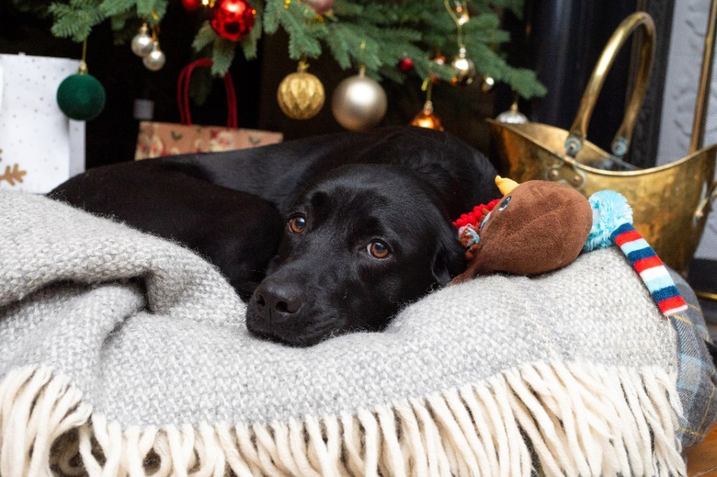 The Dangers of Chocolate for Pets During Christmas – PDSA Issues Warning