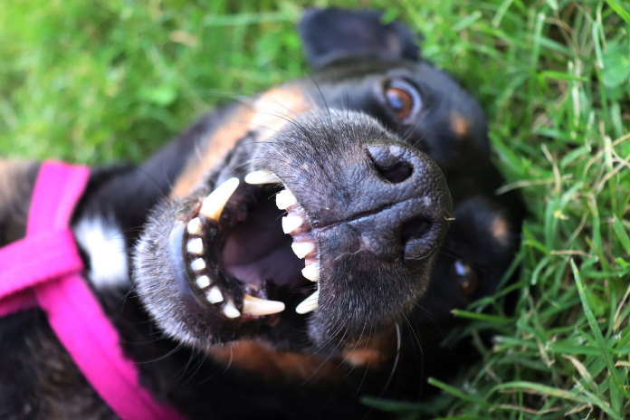 The Link Between Doggie Dental Health and Overall Well-Being