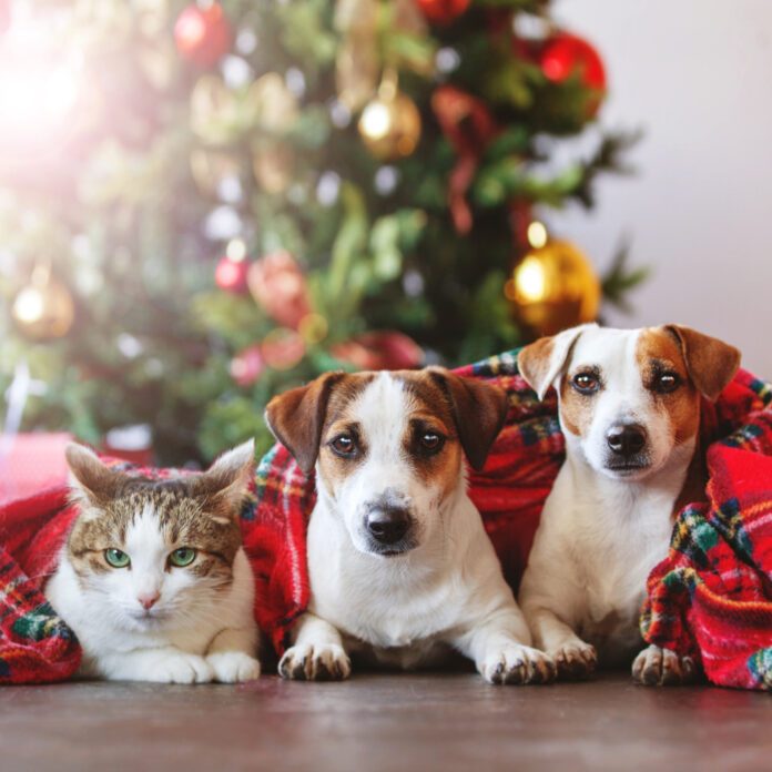 Top 13 Holiday Pet Safety Tips
