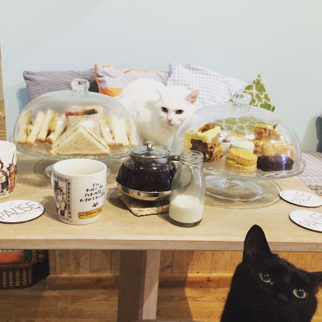 Top Unique Cat and Dog Cafes in the UK: Shakespaw Cat Café, Lady Dinah’s Cat Emporium, Dog and Scone, Paws For Coffee