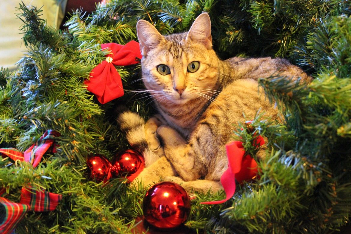 Un-Christmas Kittyku: A Humorous Poem about a Cat’s Holiday Mishaps