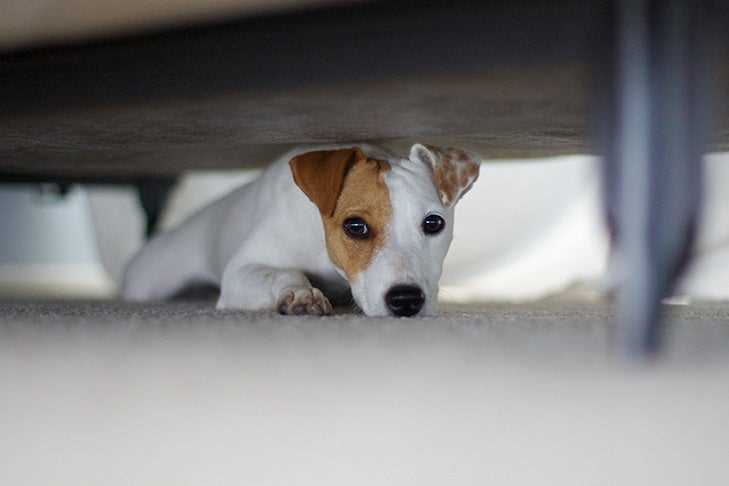 Understanding Why Dogs Hide Under the Bed – A Comprehensive Exploration of the Behaviors Behind This Habit