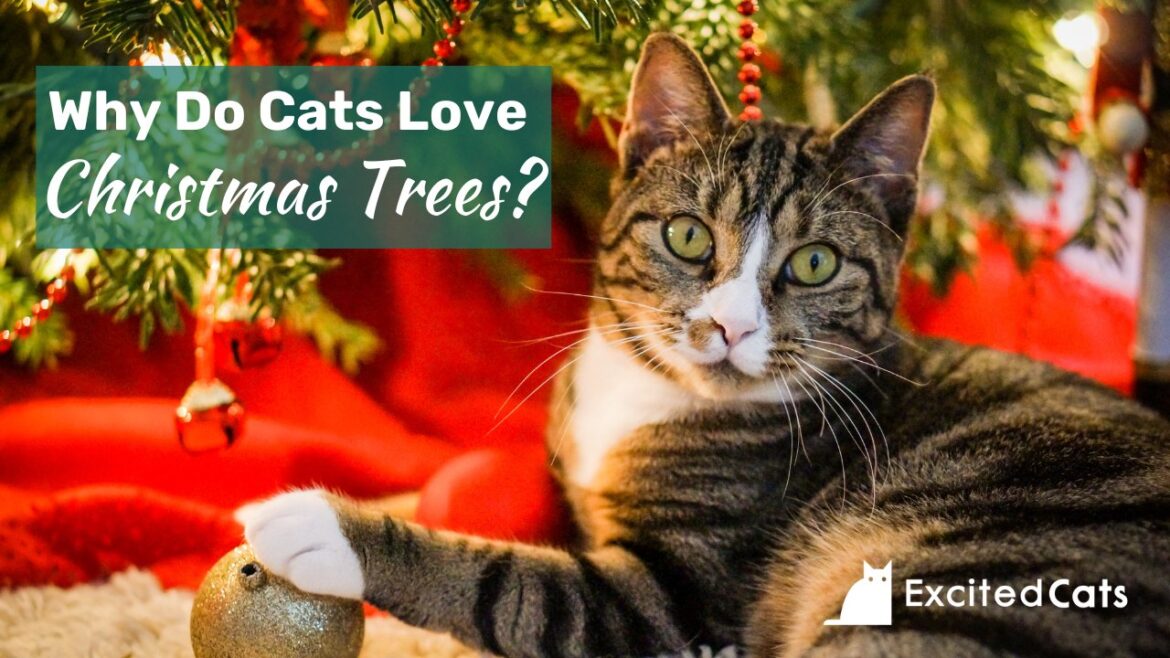 Why Cats Are Attracted to Christmas Trees: Exploring the Science & Preventing Issues
