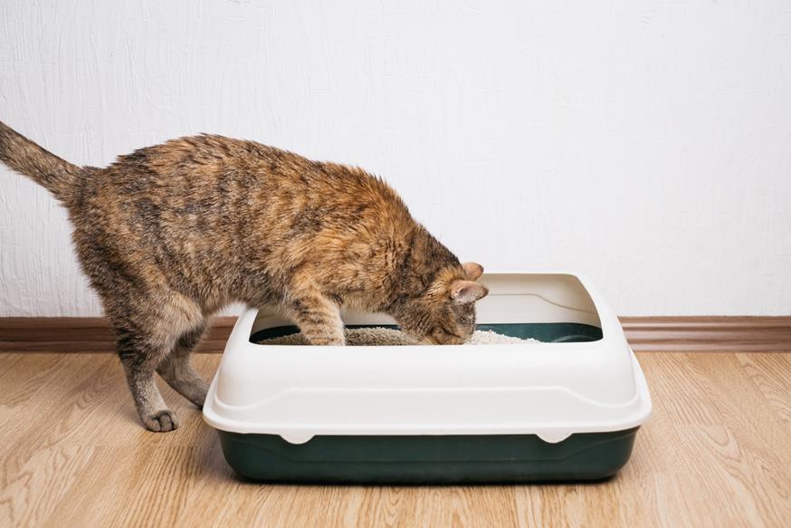 Why Cats May Choose to Use a Litter Tray: Reasons and Solutions