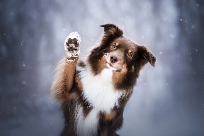 Winter Skin Care for Dogs