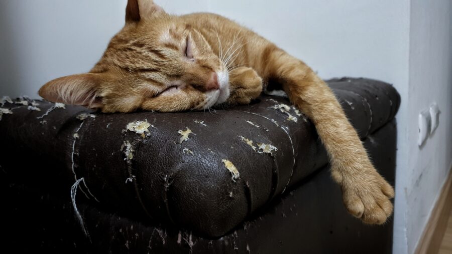 7 Tips to Stop Your Cat from Scratching Furniture
