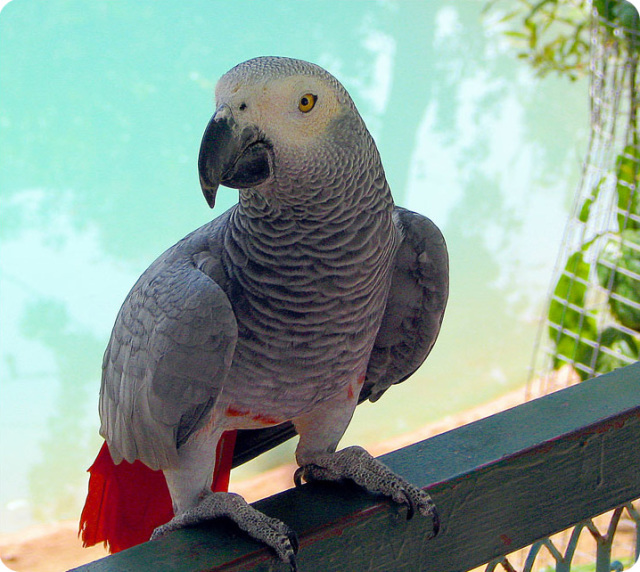 African Greys: Large African Parrot