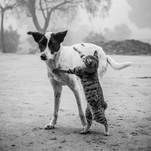 Are cats and dogs natural adversaries?