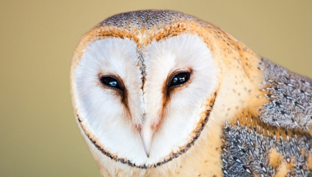Barn Owl: Description, Behavior, & Lifestyle