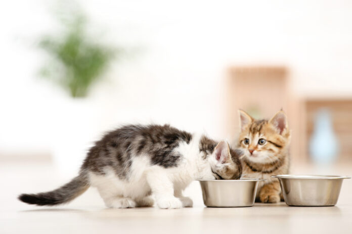 Benefits of a High-Protein Diet for Cats