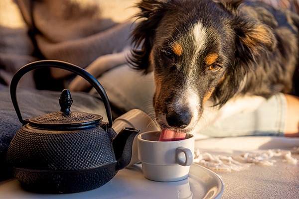 Can a Dog Drink Tea?