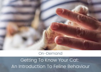 Cat Behavior Course: Understanding and Meeting the Needs of Your Feline Companion