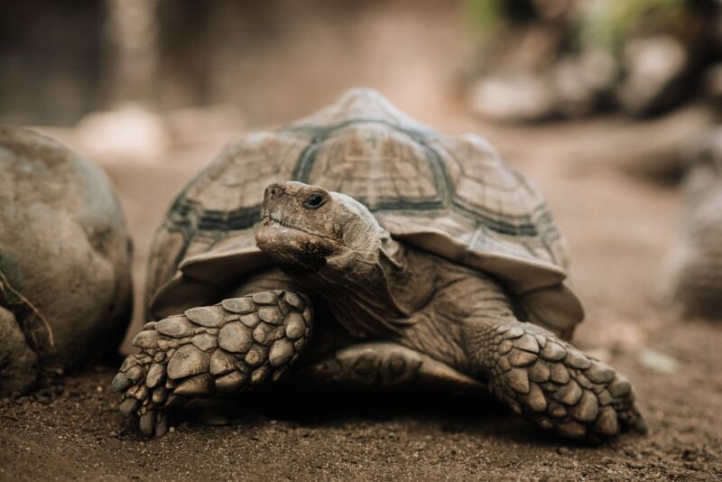 Comparing the Intelligence of Tortoises and Dogs – Which Animal is Smarter?