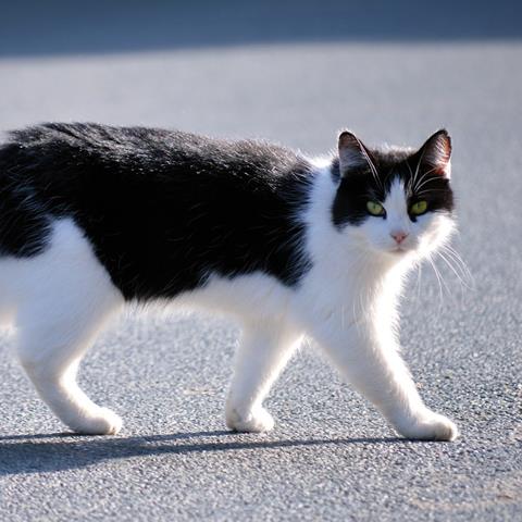 Contribute to Research on Cat Behavior on and around Roads – Take the Survey!