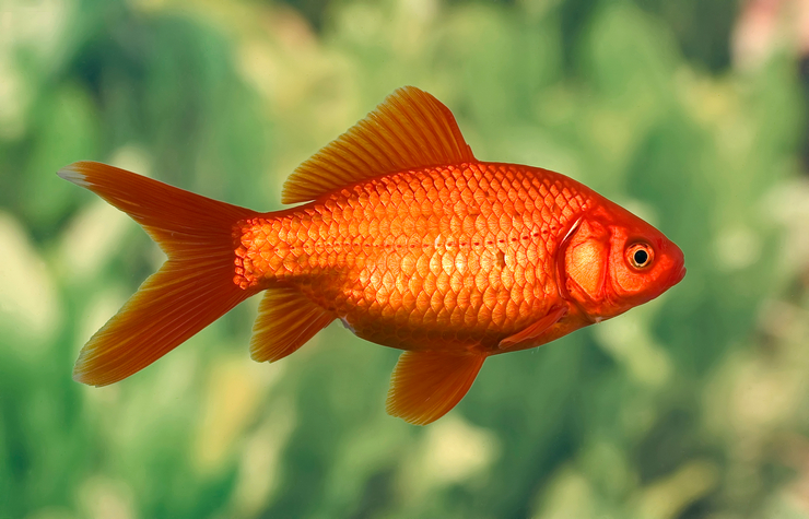 Goldfish: Compatibility with Other Fish