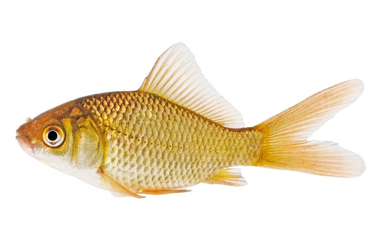 Goldfish: List of Goldfish Varieties