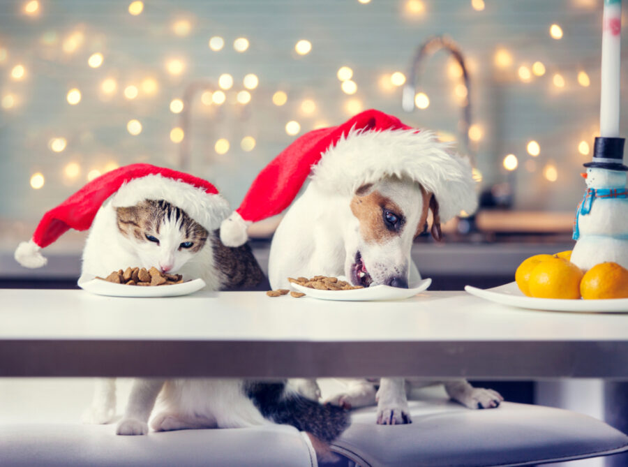 Healthy Holiday Recipes You Can Share with Your Dog or Cat