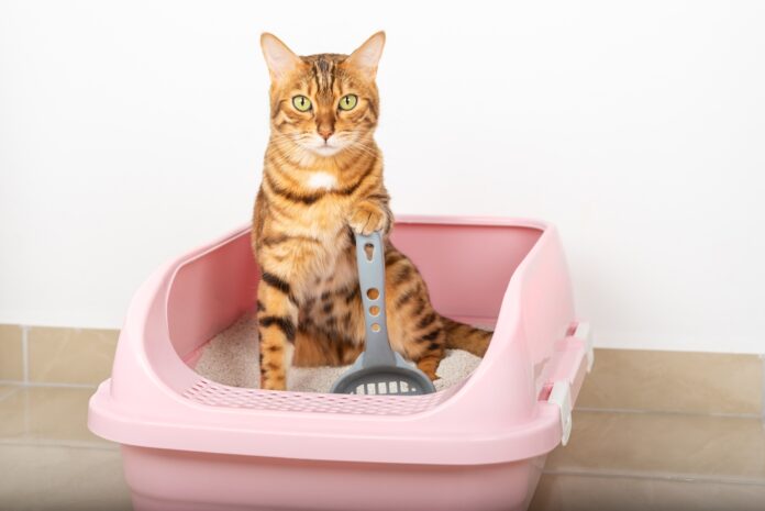 How to Pick the Right Litter for Your Cat