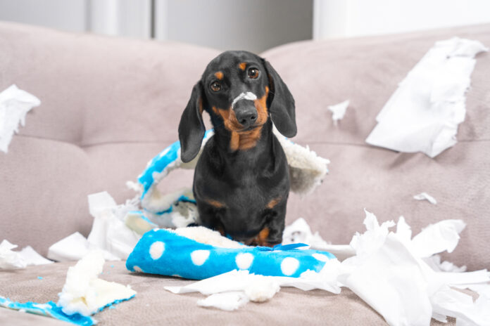 How to Teach Your Dog Not to Chew Things She Shouldn’t