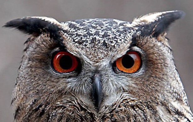 Owl Spirit Animal: Symbolic Meaning