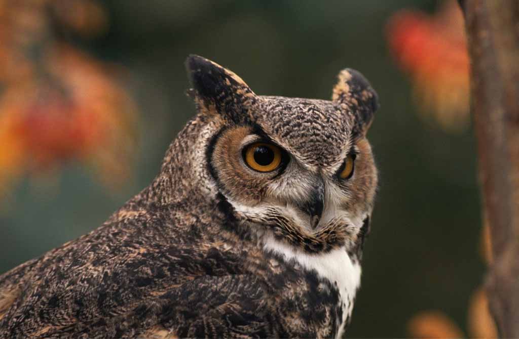 Owls In Mythology: Myths, Legends, and Folklore