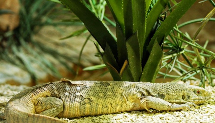 Savannah Monitor: Feature, Maintenance, and Care