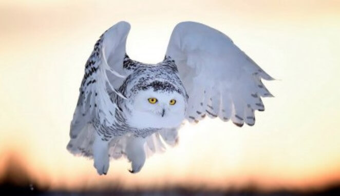 Snowy Owl: Description, Behavior, & Lifestyle