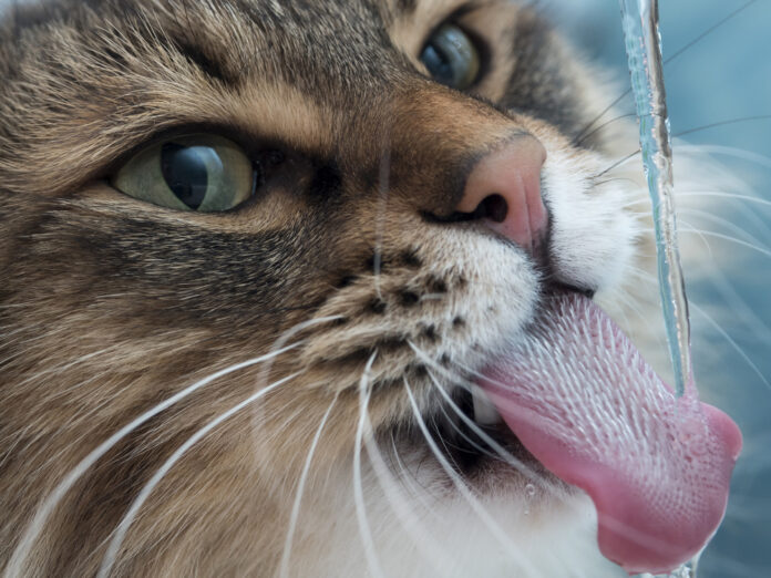 The 1 Thing You Need to Get Your Cat to Drink More!