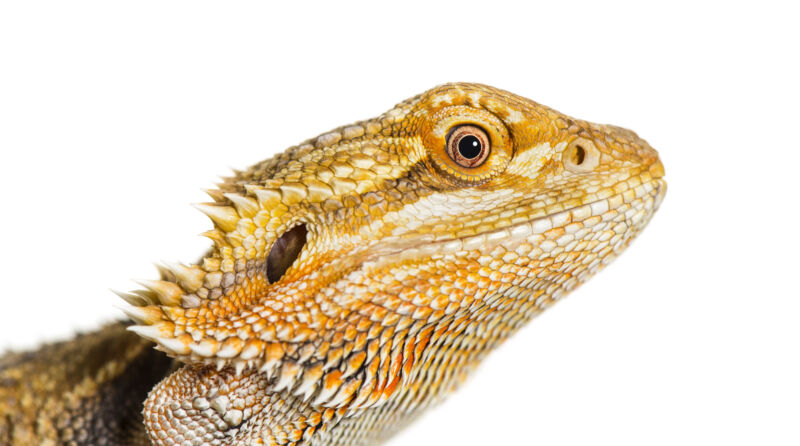 The Benefits of Feeding Spring Mix to Bearded Dragons