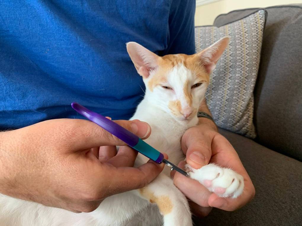The Importance of Pet Nail Care and a Revolutionary Solution – ZenClipper for Cats, Dogs, and Other Small Animals