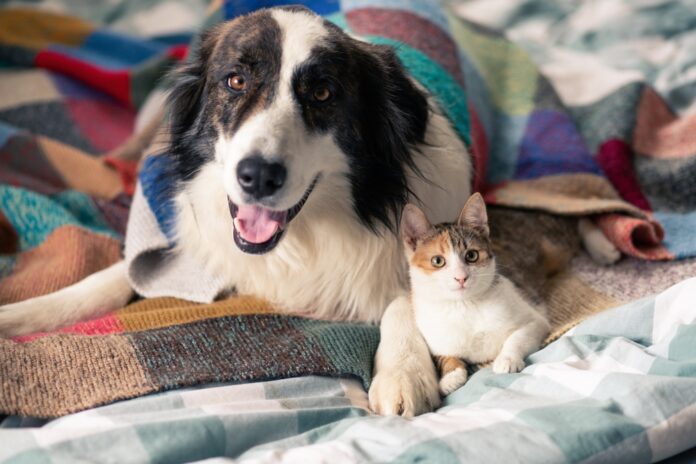 The Most Common Endocrine Diseases in Dogs and Cats – Part 1
