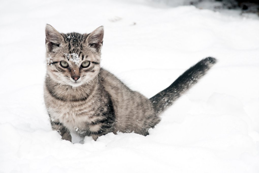 Tips for Keeping Pets Safe and Warm in Winter | PDSA Experts
