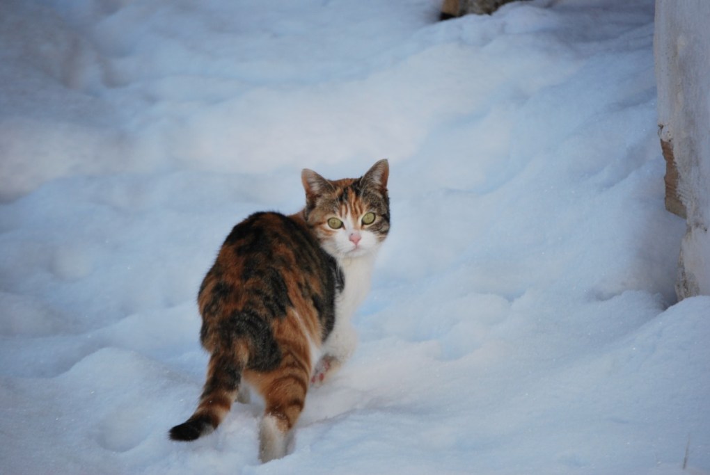 Tips to Protect Cats in Cold Weather: Keeping Your Feline Friends Warm and Safe in Plummeting Temperatures