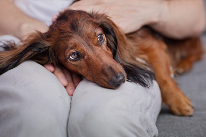 Top 5 Diagnosed Dog Cancers