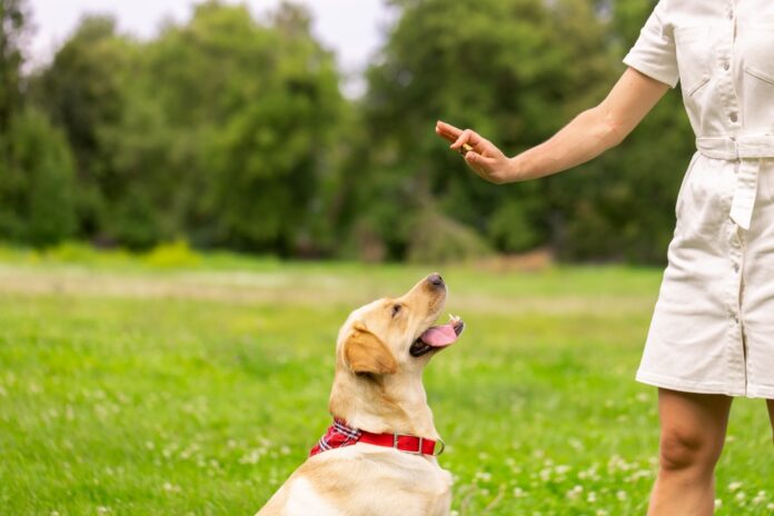 Using Positive Reinforcement to Help Reactive Dogs