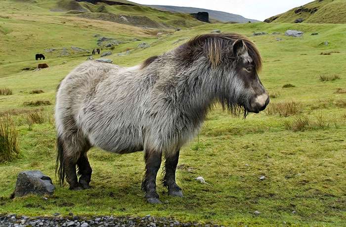 Welsh Pony: Characteristics & Temperament