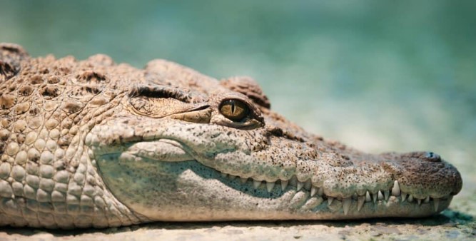 What makes a crocodile a reptile?