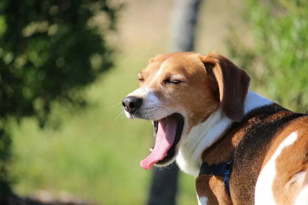 Why Do Dogs Make Weird Noises? Understanding Your Dog’s Vocalizations