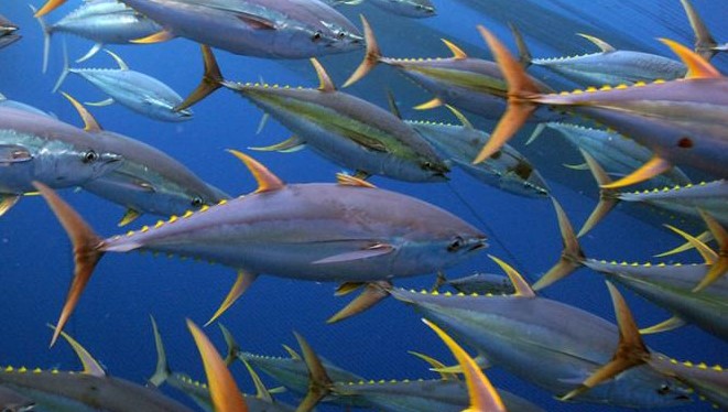 Why does upwelling attract huge numbers of fish?