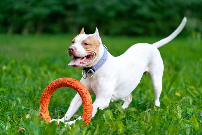 10 Best Dog Toys for Pit Bulls in 2024 – Reviews & Top Picks
